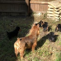Australian Terrier Puppies from Firewalker Australian Terriers