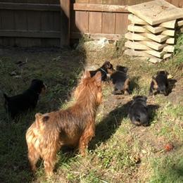 Australian Terrier Puppies from Firewalker Australian Terriers