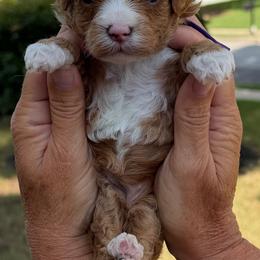 Love - Red  female Goldendoodle puppy in Newnan, Georgia from Wagging Tailz Pups