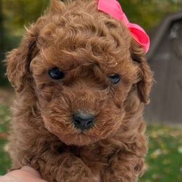 Betsy - Red  female Poodle puppy in Mint Hill, North Carolina from DoodleForever