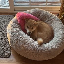 Shiba Inu All Grown Up from My Beloved Shiba LLC