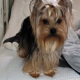 Morkie, Shorkie, Yorkipoo, and Yorkshire Terrier Puppies from YourSoulmatePuppy