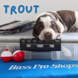 Trout - Liver and white female English Springer Spaniel puppy in Barnstead, New Hampshire from C & S Farms