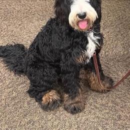 Feyre - Bernedoodle