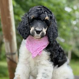 March - Parti female Poodle puppy in Lancaster, Minnesota from Richardville Hunde