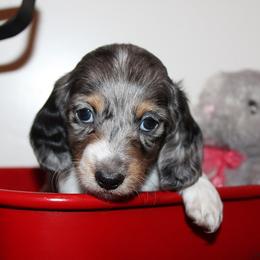 Boy 4 - Blue and tan male Dachshund puppy in Craig, Colorado from Rocky Mountain Shih Tzus and Dry Creek Miniature Dachshunds