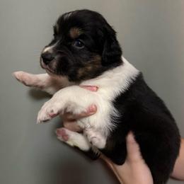 Griffin - Black tri-color male Australian Shepherd puppy in Weeki Wachee, Florida from Ace of Spades Australian Shepherds