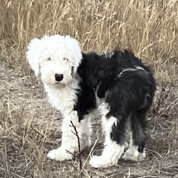 Diamond - Old English Sheepdog puppy from Outlaws Run