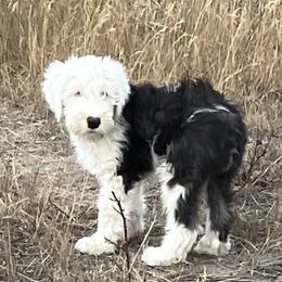 Diamond - Old English Sheepdog puppy from Outlaws Run