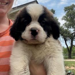 Martin - Brown and white male Saint Bernard puppy in Warrensburg, Missouri from Hirt House Saints
