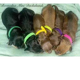 Dachshund Puppies from BooneDox Mini Dachshunds