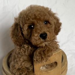 Boy 2 - Red  Poodle puppy in Kirksville, Missouri from Show Me Poodles Doodles and Cavaliers