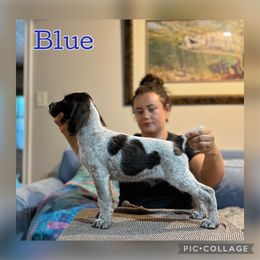 Blue - Liver and white male German Wirehaired Pointer puppy in Umatilla, Florida from Double D Picards and GWPs