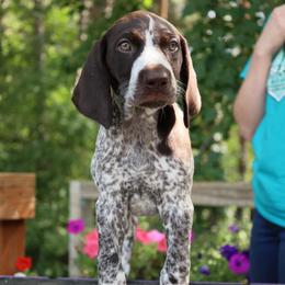 Aladdin - Liver and white male German Shorthaired Pointer puppy in North Branch, Minnesota from Chrishelle Farm