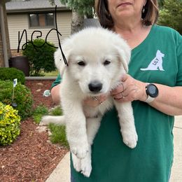 Boy 3 - White male Berger Blanc Suisse puppy in Orland Park, Illinois from Starfyre Berger Blanc Suisse