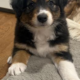 Freddie - Black tri-color female Australian Shepherd puppy in Sudbury, Massachusetts from Wild Atlantic  Aussies