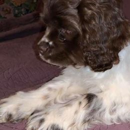 Cockapoos and Poodles from Amazing Family Dogs