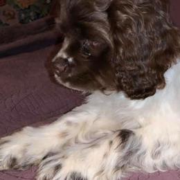 Cockapoos and Poodles from Amazing Family Dogs