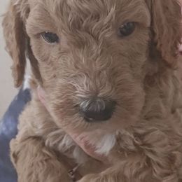Blue Collar Male - Apricot male Goldendoodle puppy in Robstown, Texas from Sagebrush Labradors and Doodles