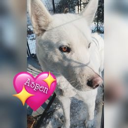 Aspen - Siberian Husky
