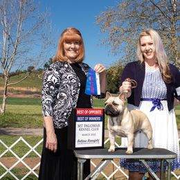 French Bulldog All Grown Up from HDH French Bulldogs