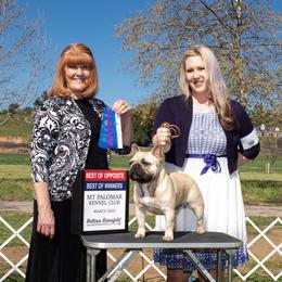 French Bulldog All Grown Up from HDH French Bulldogs