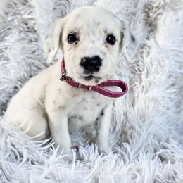 Pink - White and black female Dalmatian puppy in Gray, Georgia from Fuller Spots