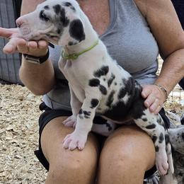 FEMALE HARLEQUIN GREEN COLLAR - Harlequin female Great Dane puppy in Hickman, Kentucky from Tidal Wave Danes