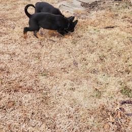 German Shepherd and Goldendoodle Puppies from The Greyline Dogs