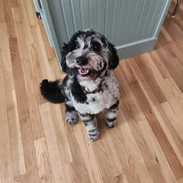 Pepper - Blue merle female Aussiedoodle puppy in Powder Springs, Georgia from My Classy Doodles