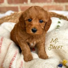 Ms. Swift - Red  female Goldendoodle puppy in Sacramento, California from Dandy Doodles Goldendoodles