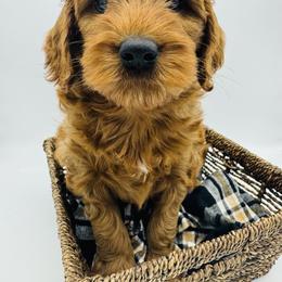 Goldendoodle and Poodle Puppies from New Moon Farm Canines