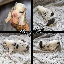 Boy 3 - Blue merle and white male American Corgi puppy in Natchitoches. La, Louisiana from Bleu Bayou Corgis