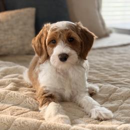 Suede - Parti male Goldendoodle puppy in Heber Springs, Arkansas from H&L GoldenDoodles