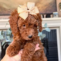 Cinnamon - Red  female Goldendoodle puppy in Sacramento, California from GoldenDoodle Love