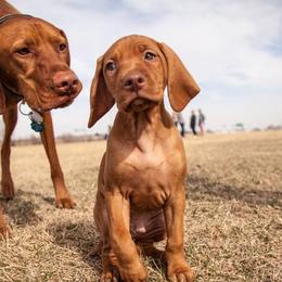 Vizslas from GT Gundogs