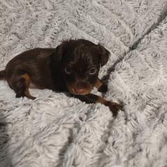 Russian Toy Puppies from Chenier Russian toys