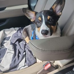 Pembroke Welsh Corgi Puppies from McMillion Corgis