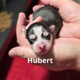 Hubert - Black and white male Pomsky puppy in Fredericksburg, Virginia from Purely Pomskies