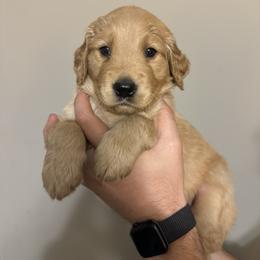 Golden Retriever Puppies from O’Shields Golden Paws