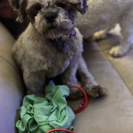 Shichon All Grown Up from Checkered flag breeding