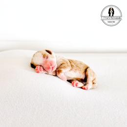 Pink Collar Female - Birdie - Red female Bernedoodle puppy in Lebanon, Ohio from 3|17 Korte Bernedoodles LLC