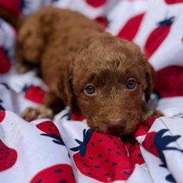 Big Ben, Green Collar - Parti male Goldendoodle puppy in Valley Center, Kansas from The Goldendoodle Gal