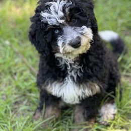 Aussiedoodle Puppies from Poodles and Doodles Most Excellent Adventures