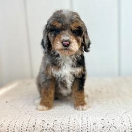Flurry - Blue merle female Aussiedoodle puppy in Omro, Wisconsin from Crystal Ridge Doodles