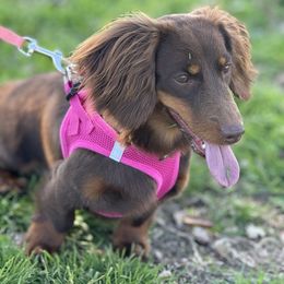 Weenie - Dachshund