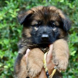 Kade - Sable male German Shepherd puppy in Canton, Texas from WILDWOOD GERMAN SHEPHERDS
