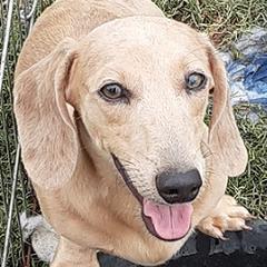 Ransom - Dachshund