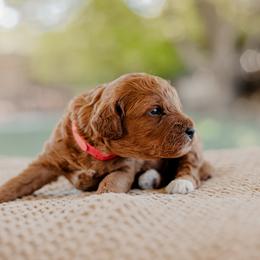Goldendoodle and Sheepadoodle Puppies from Red River Goldendoodles