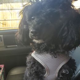 Mela - Poodle